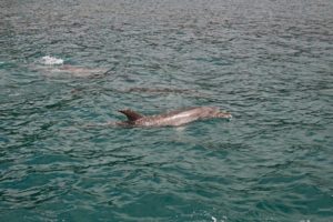 Dolphins in Paihia