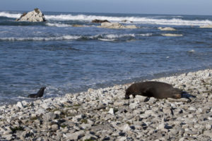 Seals at Kean Point, NZ