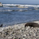 Kaikoura’s Seal of Approval