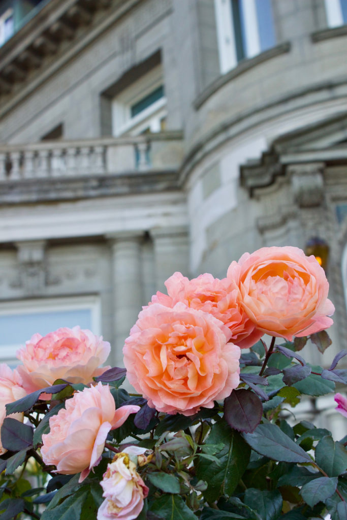 Pickett Mansion roses