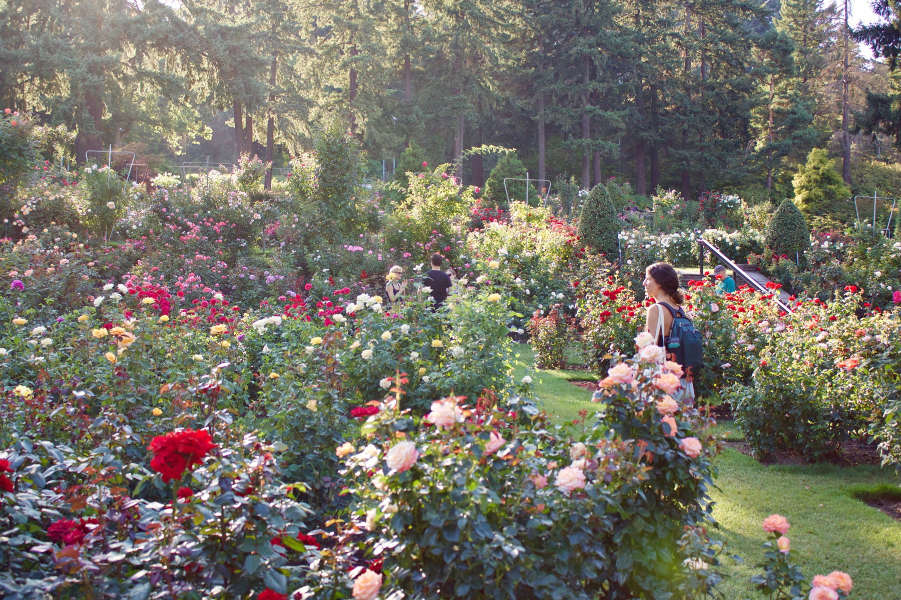 Rose Garden landscape