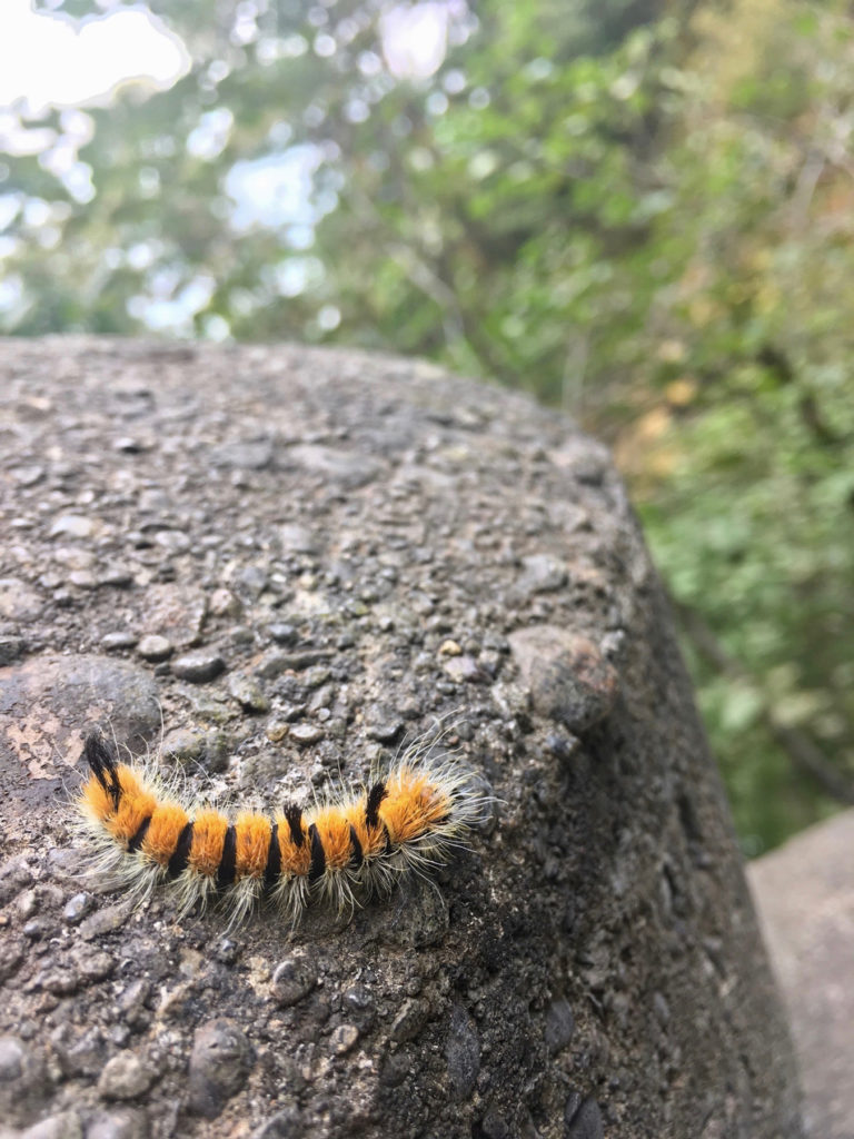 foxy caterpillar in front of Wahkeena Falls